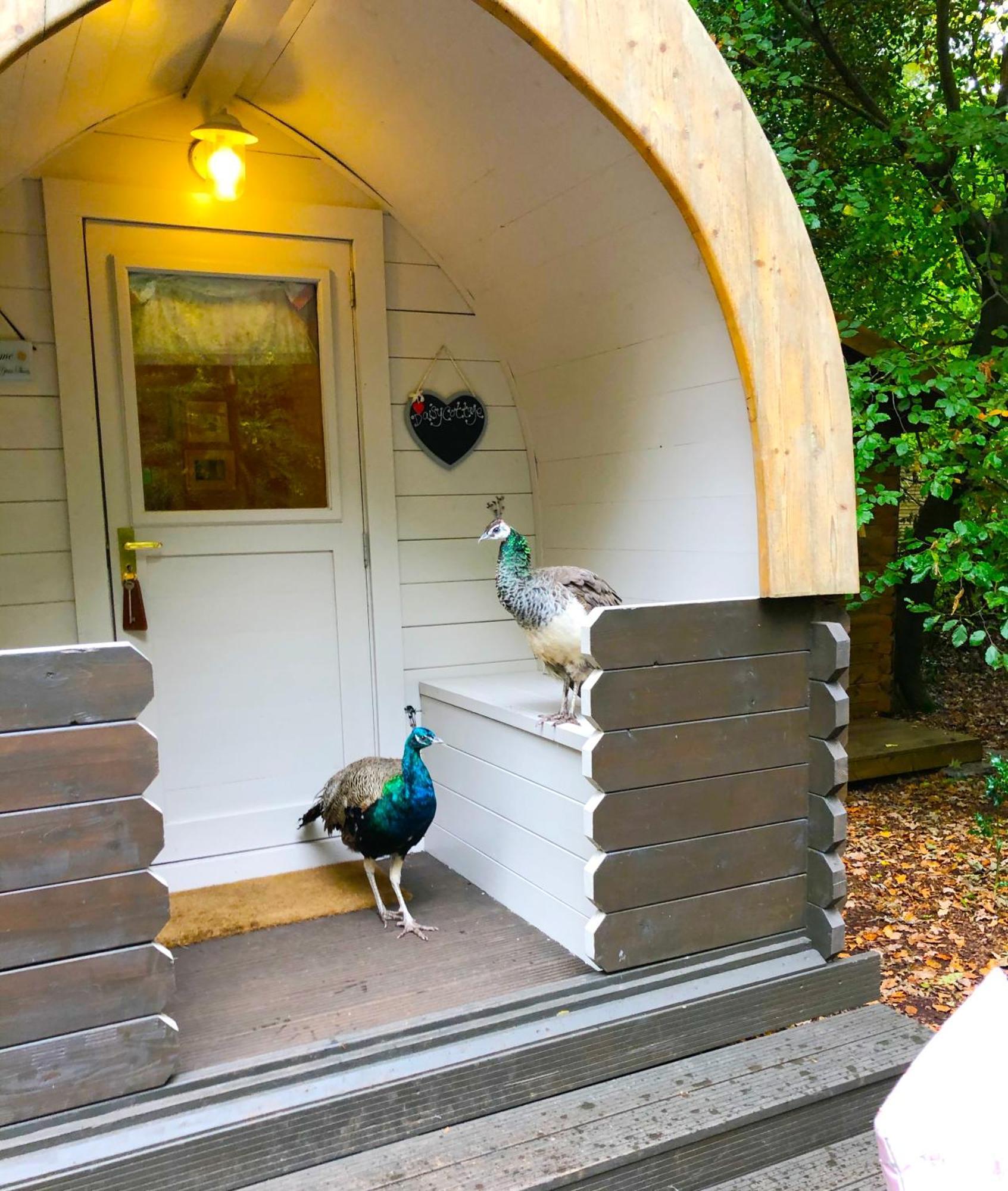 Hollington Park Glamping