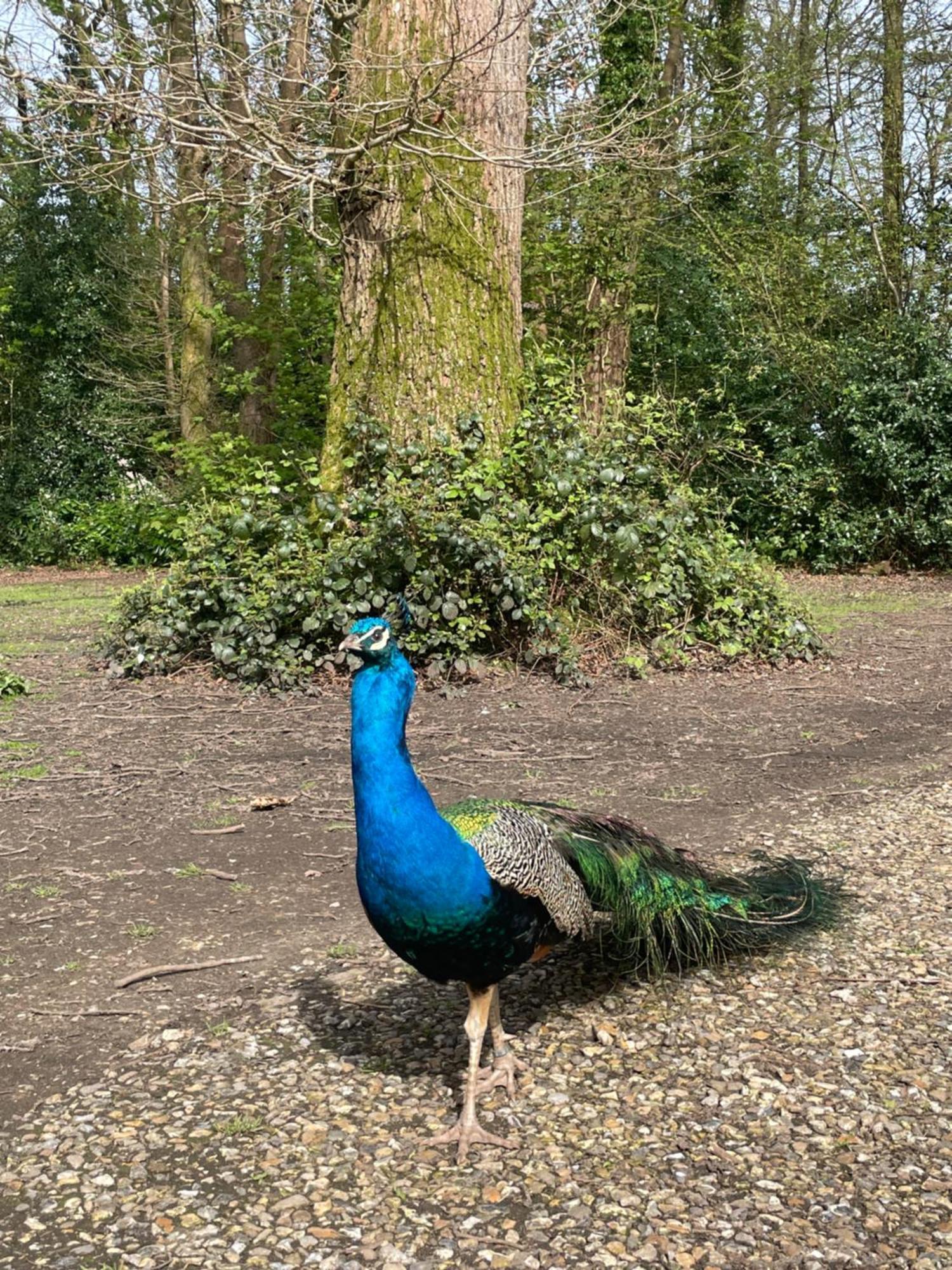 Hollington Park Glamping Campsite Newbury (Berkshire)